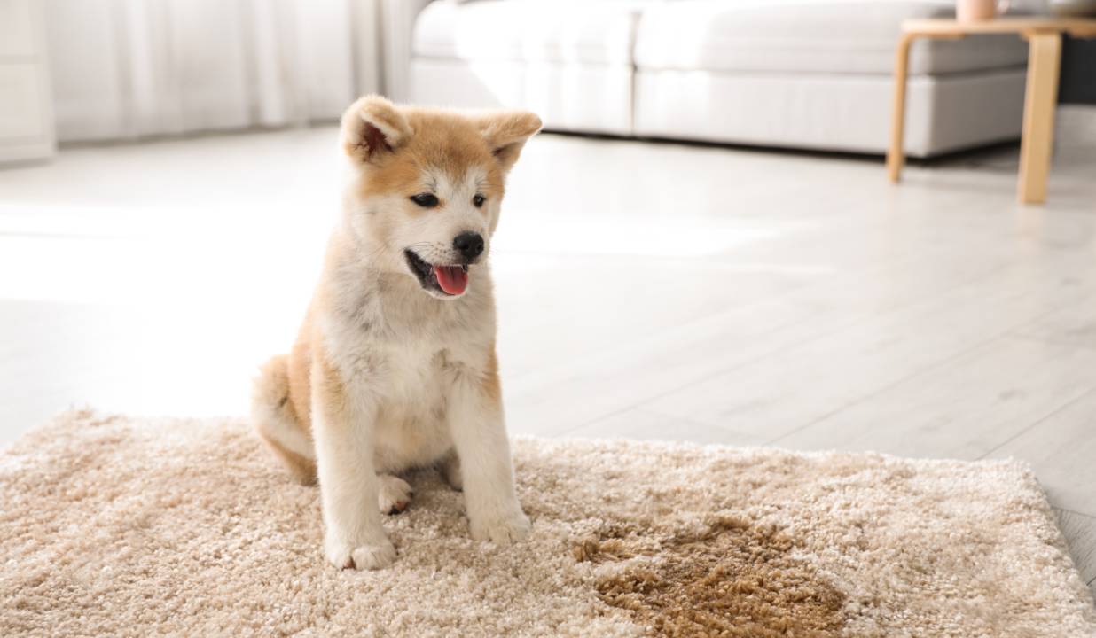 Puppy after having an accident on a rug